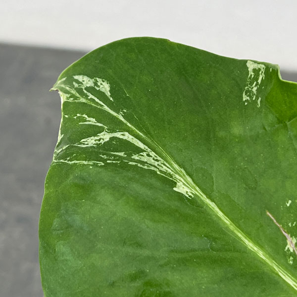 モンステラ：デリシオーサ バルバソー 3.5号ポット26-03