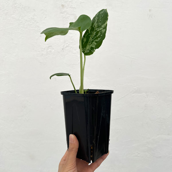 モンステラ：デリシオーサ バルバソー 3.5号ポット26-03