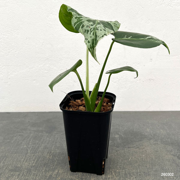 モンステラ：デリシオーサ バルバソー 3.5号ポット26-04