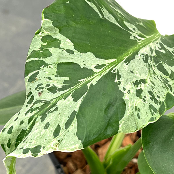 モンステラ：デリシオーサ バルバソー 3.5号ポット26-04