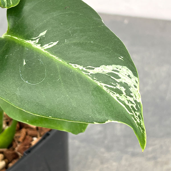 モンステラ：デリシオーサ バルバソー 3.5号ポット26-04