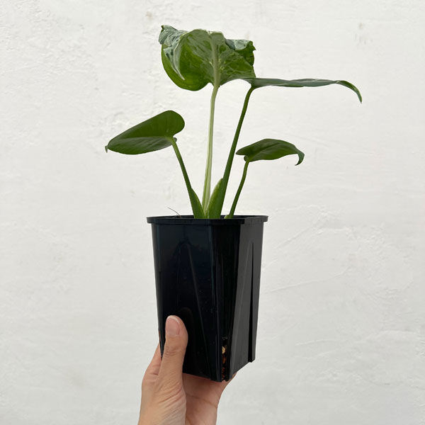 モンステラ：デリシオーサ バルバソー 3.5号ポット26-04