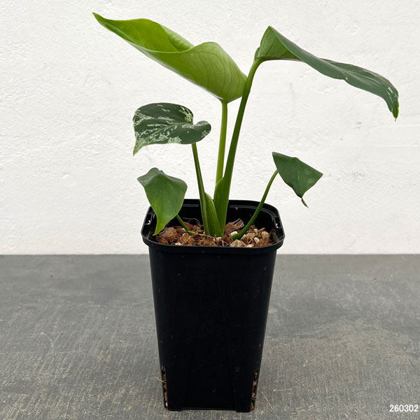 モンステラ：デリシオーサ バルバソー 3.5号ポット26-05