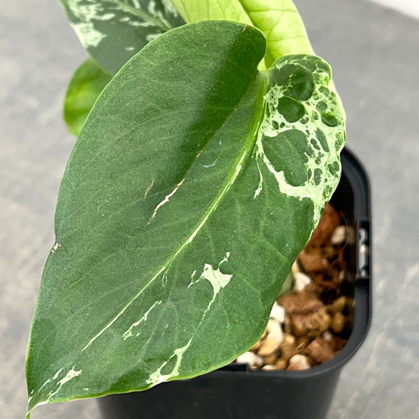 モンステラ：デリシオーサ バルバソー 3.5号ポット26-05