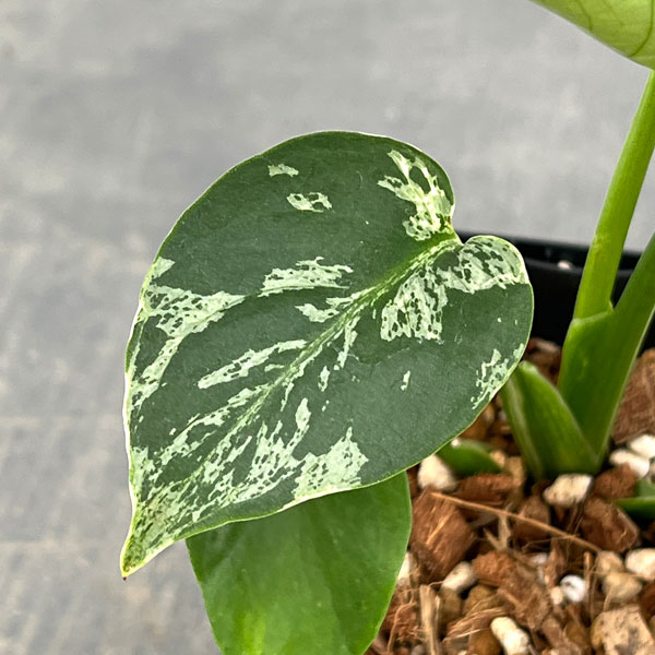 モンステラ：デリシオーサ バルバソー 3.5号ポット26-05