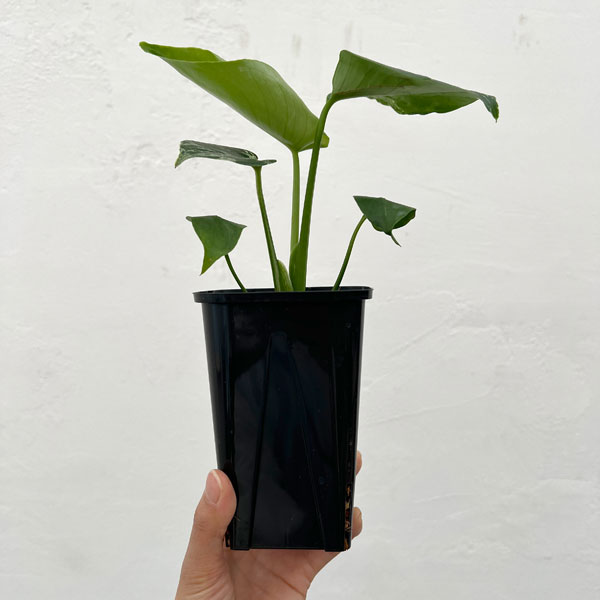 モンステラ：デリシオーサ バルバソー 3.5号ポット26-05