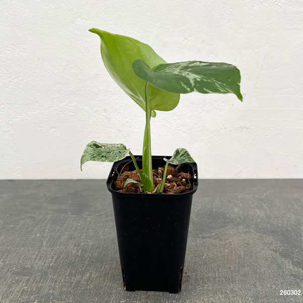 モンステラ：デリシオーサ バルバソー 3.5号ポット26-06