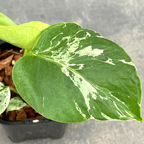 モンステラ：デリシオーサ バルバソー 3.5号ポット26-06