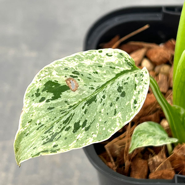 モンステラ：デリシオーサ バルバソー 3.5号ポット26-06