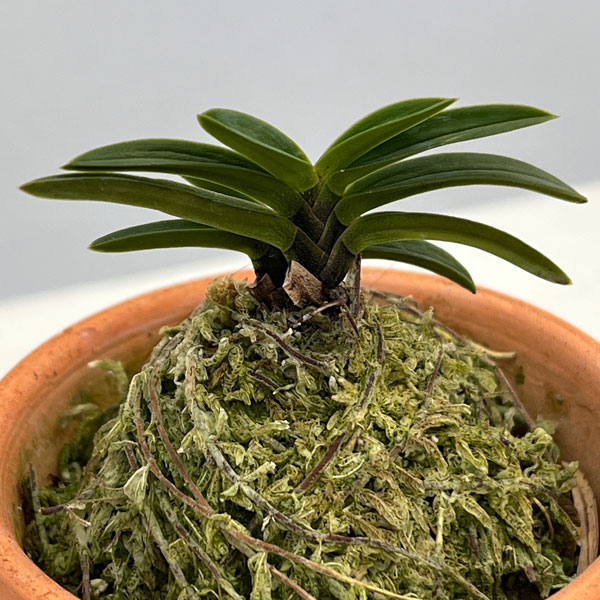 富貴蘭：豆葉系（豆葉系・葉芸品見計らい）2.5号素焼き鉢植え