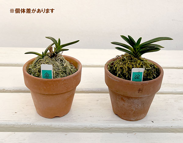 園芸ネット本店｜富貴蘭：豆葉系（豆葉系・葉芸品見計らい）2.5号