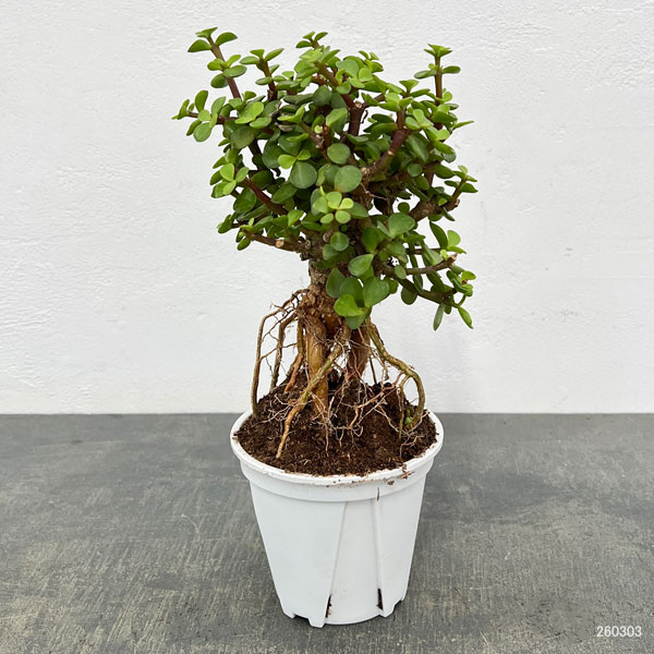 ポーチュラカリア：アフラ 根上がり 4号鉢植え