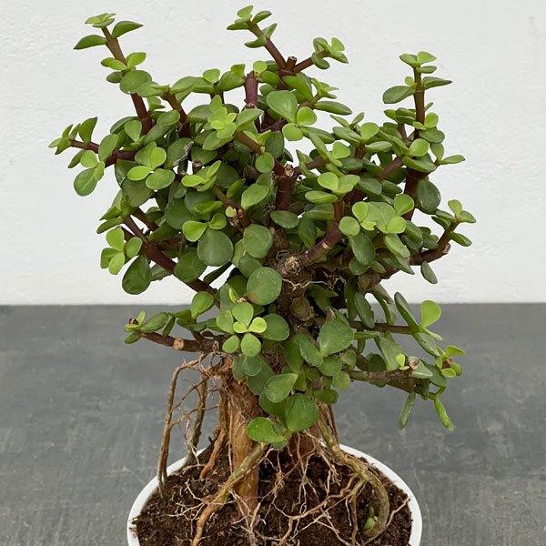 ポーチュラカリア：アフラ 根上がり 4号鉢植え