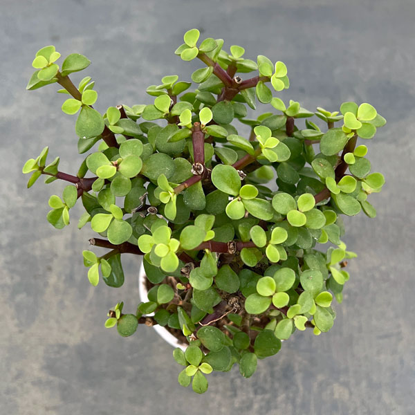 ポーチュラカリア：アフラ 根上がり 4号鉢植え