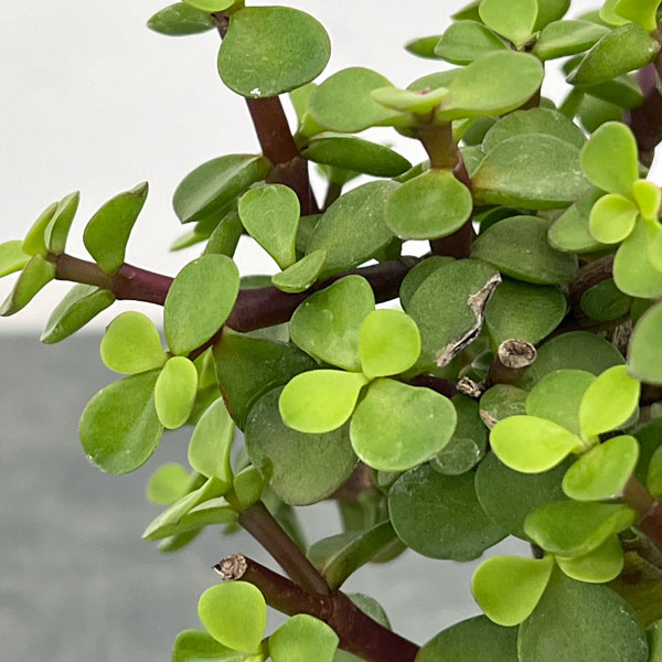 ポーチュラカリア：アフラ 根上がり 4号鉢植え