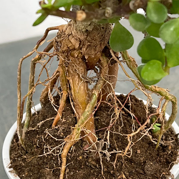 ポーチュラカリア：アフラ 根上がり 4号鉢植え