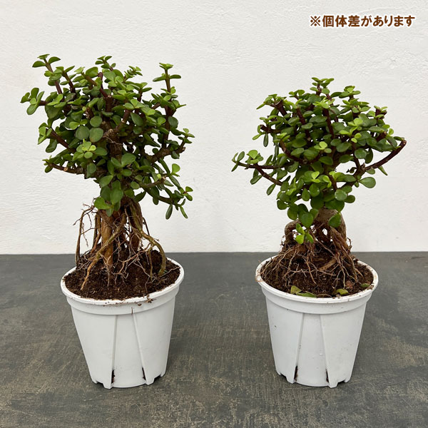 ポーチュラカリア：アフラ 根上がり 4号鉢植え