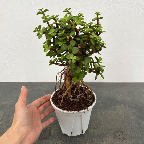 ポーチュラカリア：アフラ 根上がり 4号鉢植え