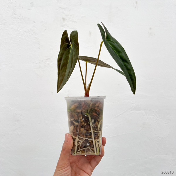 アンスリウム：パピリラリナム　3号ネガミエル×ねこチップ植え