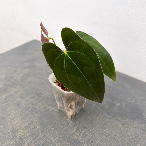 アンスリウム：パピリラリナム　3号ネガミエル×ねこチップ植え