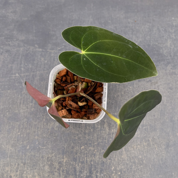 アンスリウム：パピリラリナム　3号ネガミエル×ねこチップ植え