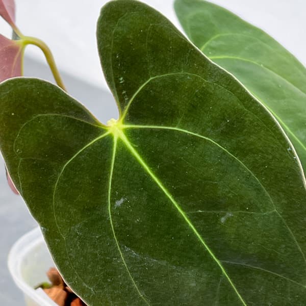 アンスリウム：パピリラリナム　3号ネガミエル×ねこチップ植え