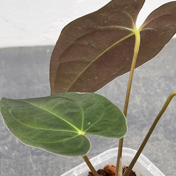 アンスリウム：パピリラリナム　3号ネガミエル×ねこチップ植え