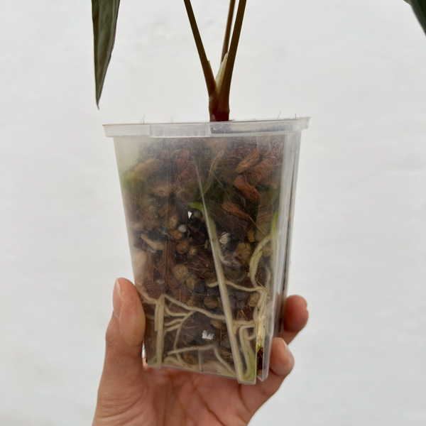 アンスリウム：パピリラリナム　3号ネガミエル×ねこチップ植え