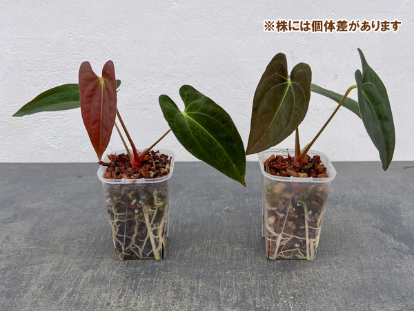 アンスリウム：パピリラリナム　3号ネガミエル×ねこチップ植え