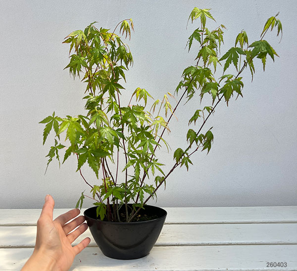 モミジ（カエデ）：イロハモミジ実生林仕立て鉢植え
