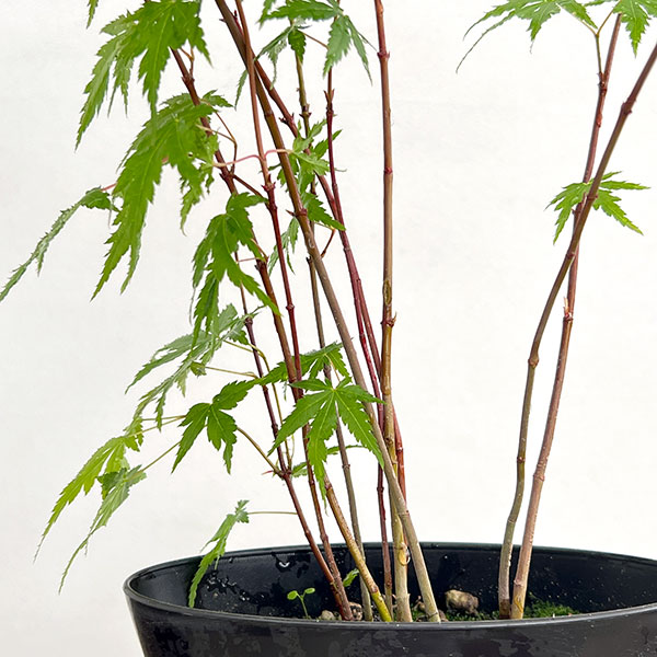 モミジ(カエデ):イロハモミジ実生林仕立て鉢植え