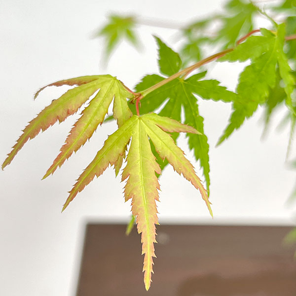 モミジ(カエデ):イロハモミジ実生林仕立て鉢植え