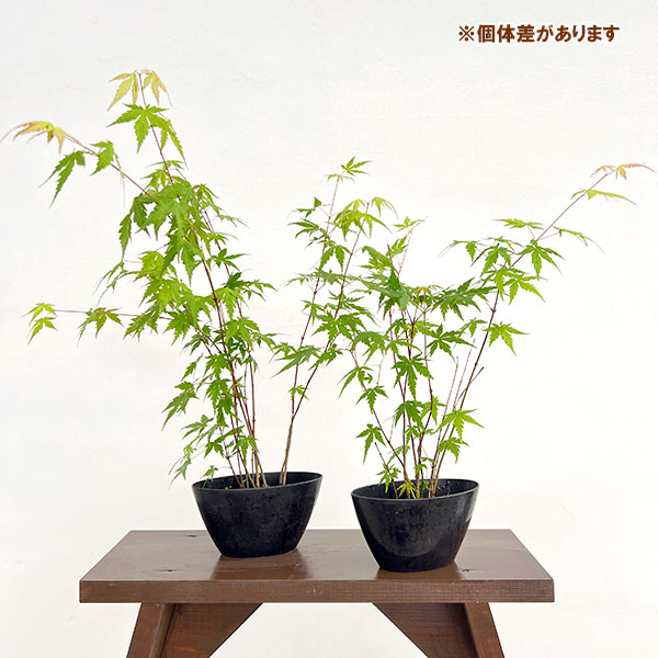 園芸ネット本店｜モミジ（カエデ）：イロハモミジ実生林仕立て鉢植え
