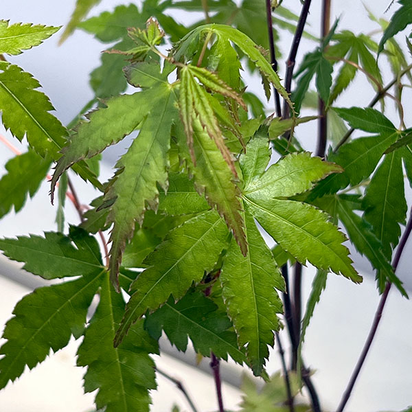 モミジ（カエデ）：イロハモミジ実生林仕立て鉢植え
