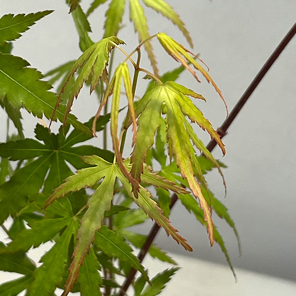 モミジ（カエデ）：イロハモミジ実生林仕立て鉢植え