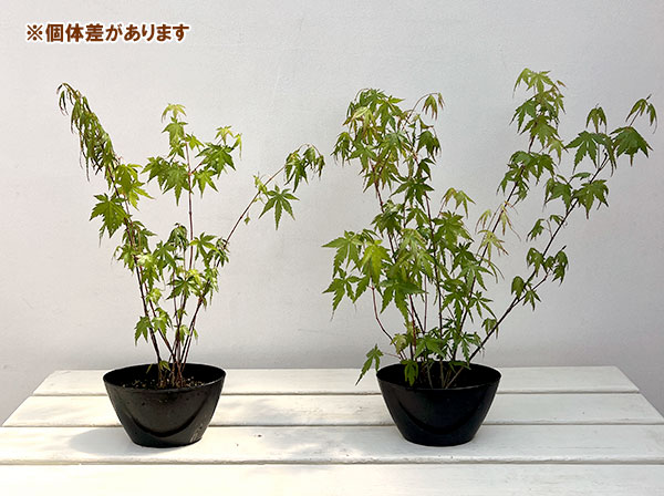 モミジ（カエデ）：イロハモミジ実生林仕立て鉢植え