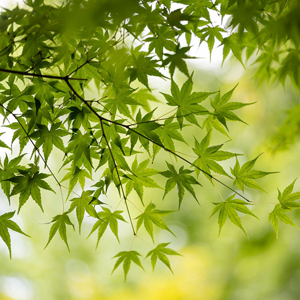 モミジ（カエデ）：イロハモミジ実生林仕立て鉢植え