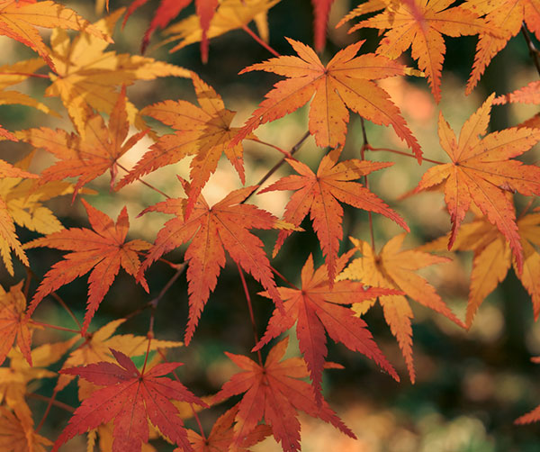 モミジ（カエデ）：イロハモミジ実生林仕立て鉢植え