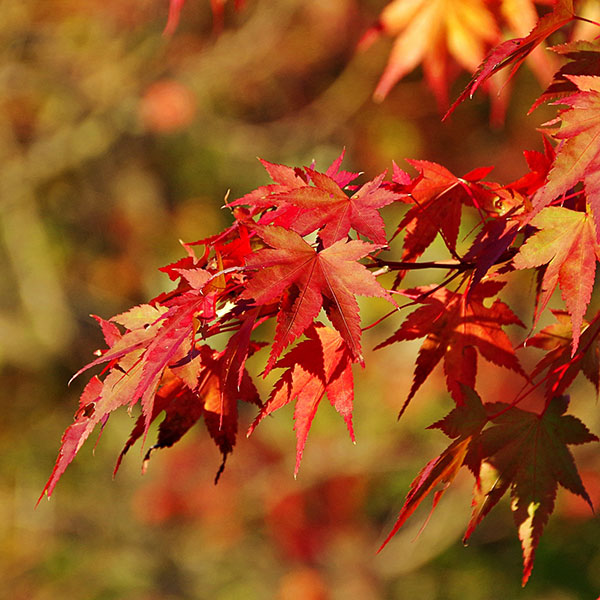 モミジ（カエデ）：イロハモミジ実生林仕立て鉢植え