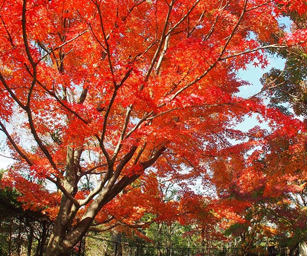 モミジ（カエデ）：イロハモミジ実生林仕立て鉢植え