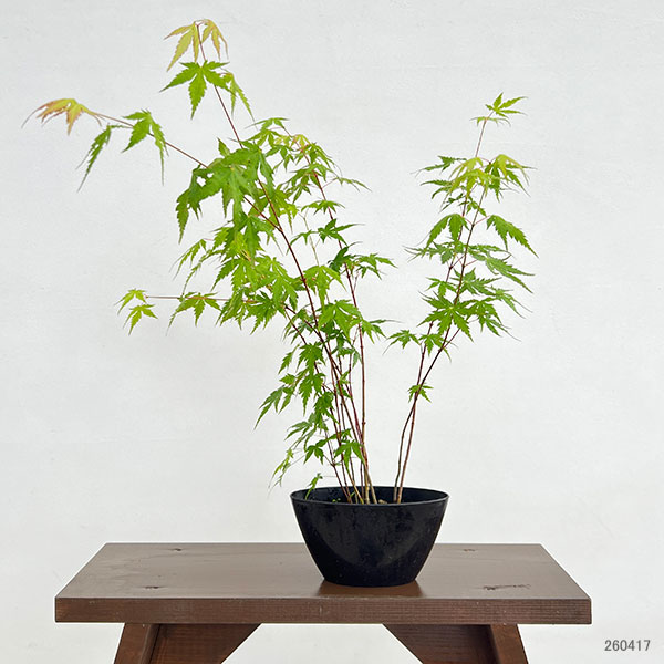 園芸ネット本店｜モミジ（カエデ）：イロハモミジ実生林仕立て鉢植え