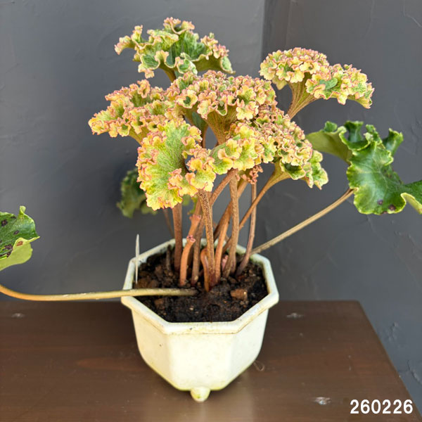 ツワブキ：山本石蕗斎茂広（やまもとつわぶきさいしげひろ）5号鉢植え