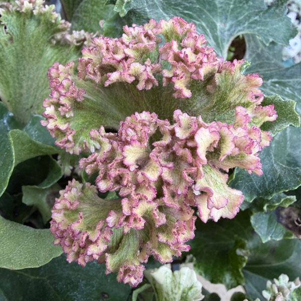 ツワブキ：山本石蕗斎茂広（やまもとつわぶきさいしげひろ）5号鉢植え