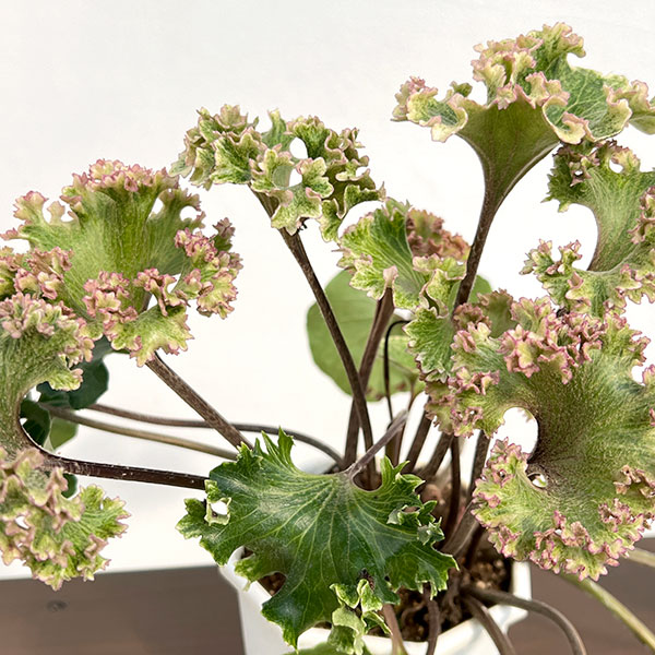 ツワブキ：山本石蕗斎茂広（やまもとつわぶきさいしげひろ）5号鉢植え