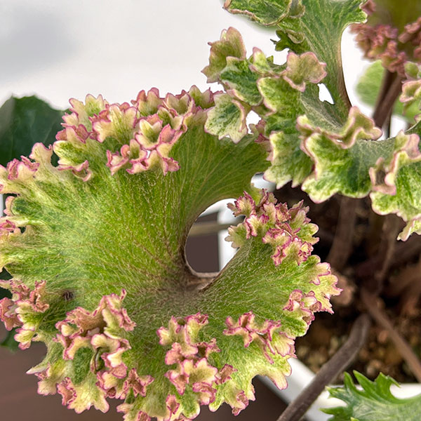 ツワブキ：山本石蕗斎茂広（やまもとつわぶきさいしげひろ）5号鉢植え