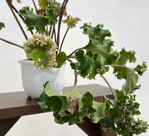 ツワブキ：山本石蕗斎茂広（やまもとつわぶきさいしげひろ）5号鉢植え