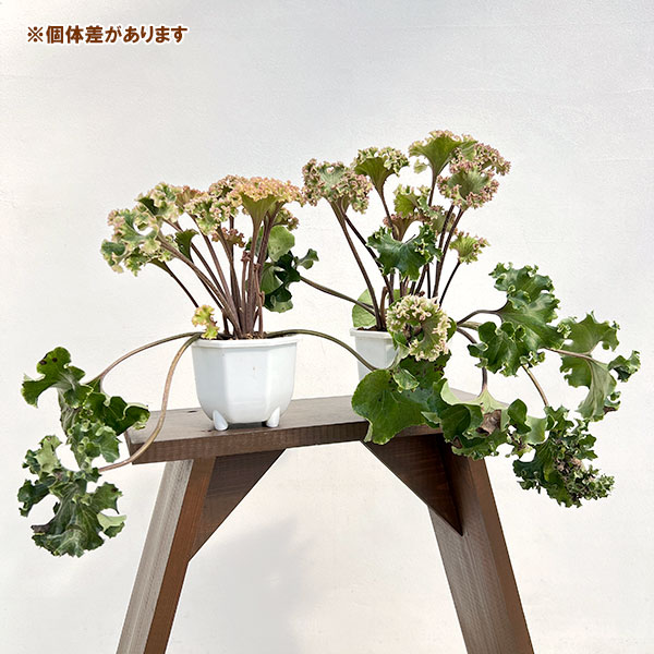 ツワブキ：山本石蕗斎茂広（やまもとつわぶきさいしげひろ）5号鉢植え