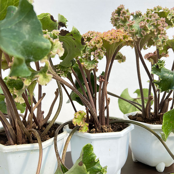 ツワブキ：山本石蕗斎茂広（やまもとつわぶきさいしげひろ）5号鉢植え