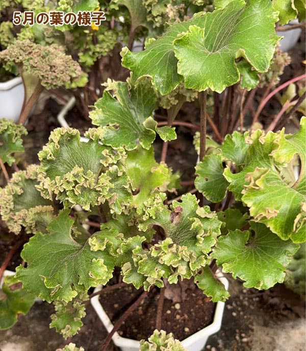 ツワブキ：山本石蕗斎茂広（やまもとつわぶきさいしげひろ）5号鉢植え