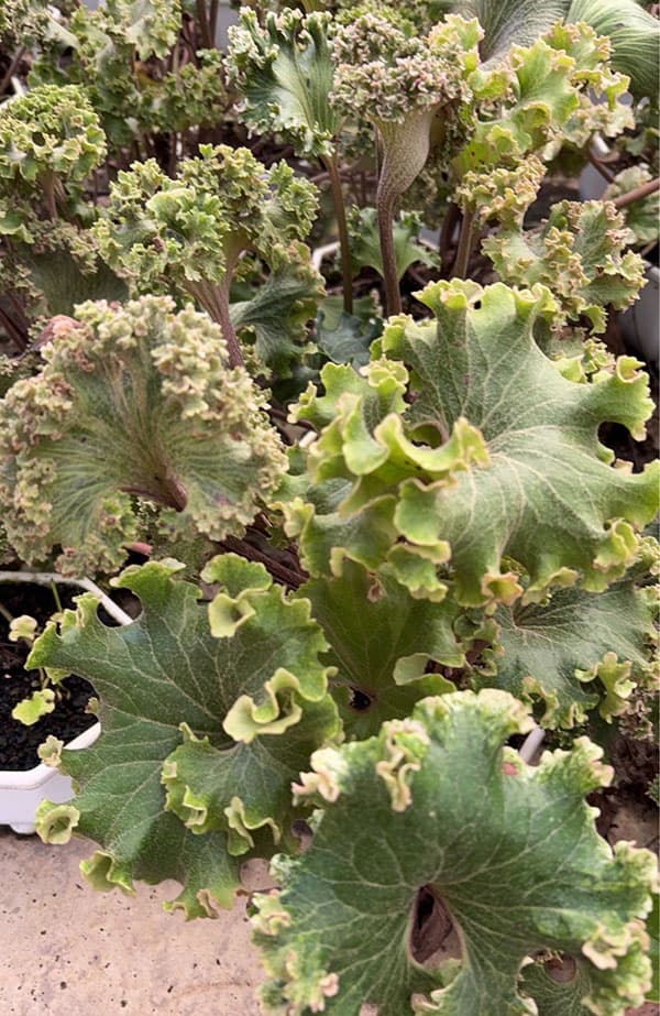 ツワブキ：山本石蕗斎茂広（やまもとつわぶきさいしげひろ）5号鉢植え
